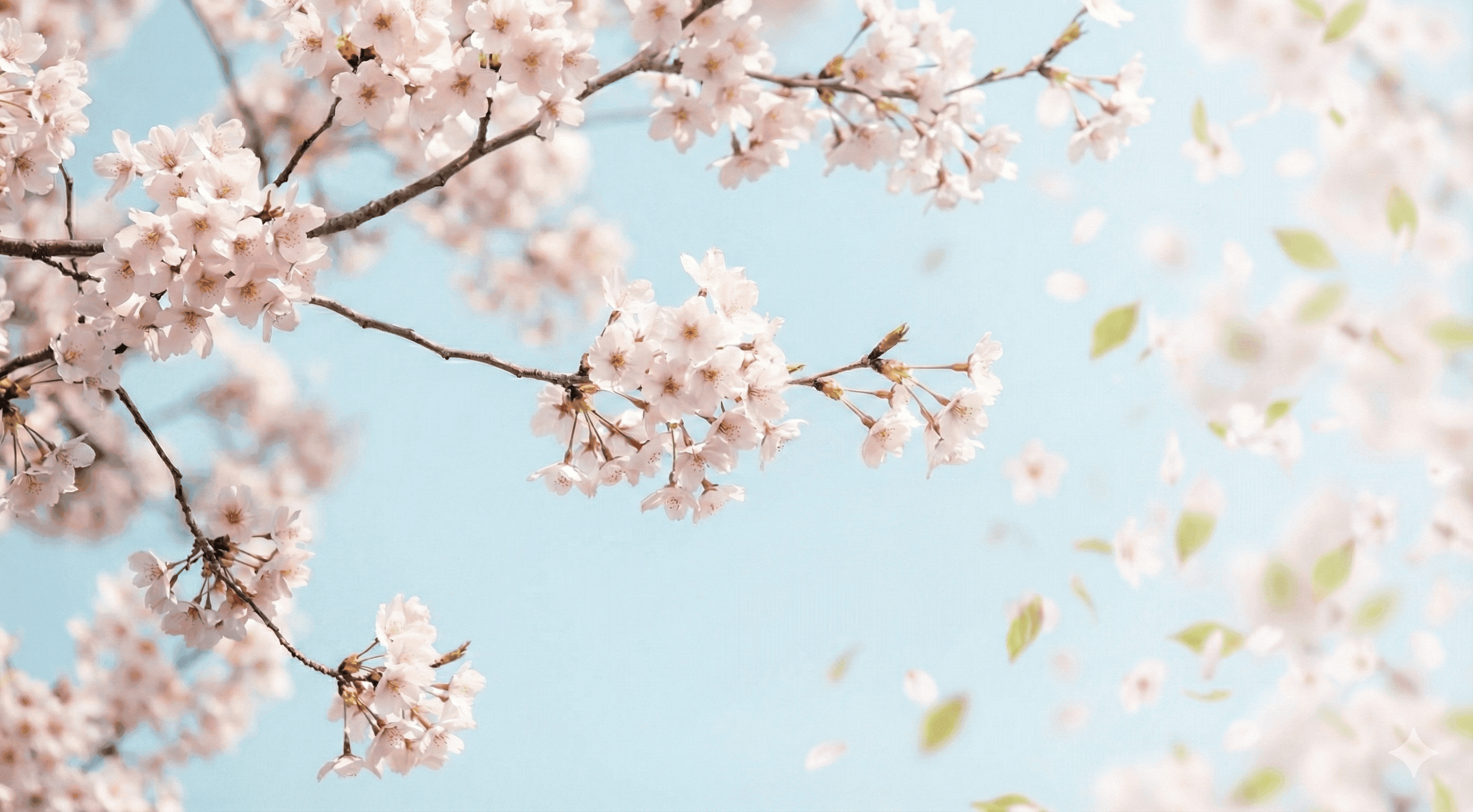 Cherry blossom tribute illustration